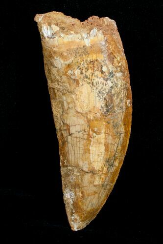 Large Inch Carcharodontosaurus Tooth #4200